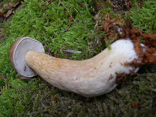 Alcune specie di fine primavera
